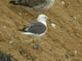 Goéland brun Larus fuscus