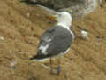 Goéland brun Larus fuscus