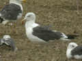 Goéland brun Larus fuscus