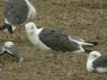 Goéland brun Larus fuscus