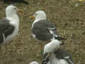 Goéland brun Larus fuscus