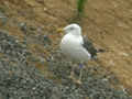 Goéland brun Larus fuscus