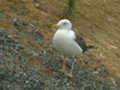 Goéland brun Larus fuscus