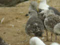 Goéland brun Larus fuscus