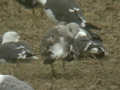 Goéland brun Larus fuscus