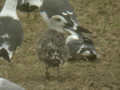 Goéland brun Larus fuscus