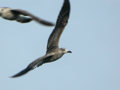 Goéland brun Larus fuscus