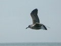 Goéland brun Larus fuscus