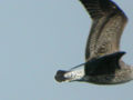 Goéland brun Larus fuscus