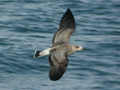 Goéland brun Larus fuscus