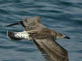 Goéland brun Larus fuscus