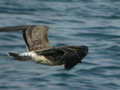 Goéland brun Larus fuscus