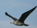 Goéland brun Larus fuscus