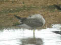 Goéland brun Larus fuscus graellsii E763