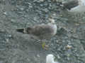 Goéland brun Larus fuscus graellsii E763