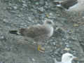 Goéland brun Larus fuscus graellsii E763