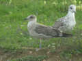 Goéland brun Larus fuscus graellsii E763