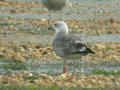 Goéland brun Larus fuscus graellsii E763