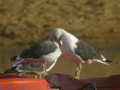 Goéland brun Larus fuscus graellsii ANAS