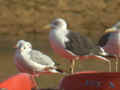 Goéland brun Larus fuscus graellsii ANAS