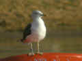 Goéland brun Larus fuscus graellsii ANAS