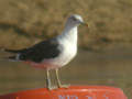 Goéland brun Larus fuscus graellsii ANAS