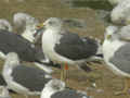 Goéland brun Larus fuscus