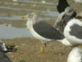 Goéland brun Larus fuscus