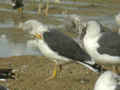 Goéland brun Larus fuscus