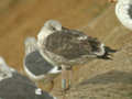 Goéland brun Larus fuscus