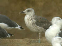 Goéland brun Larus fuscus