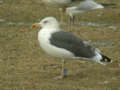 Goéland brun Larus fuscus