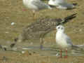 Goéland brun Larus fuscus