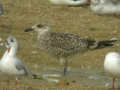 Goéland brun Larus fuscus