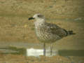 Goéland brun Larus fuscus