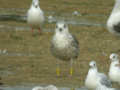 Goéland brun Larus fuscus