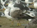 Goéland brun Larus fuscus