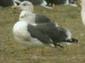 Goéland brun Larus fuscus graellsii