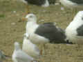 Goéland brun Larus fuscus graellsii