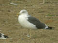 Goéland brun Larus fuscus