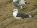 Goéland brun Larus fuscus