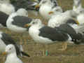 Goéland brun Larus fuscus