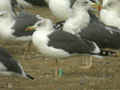 Goéland brun Larus fuscus