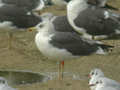 Goéland brun Larus fuscus