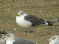 Goéland brun Larus fuscus