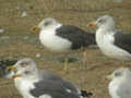 Goéland brun Larus fuscus