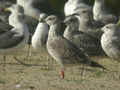 Goéland brun Larus fuscus