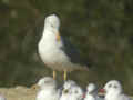 Goéland brun Larus fuscus