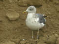 Goéland brun Larus fuscus