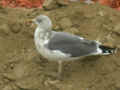 Goéland brun Larus fuscus